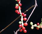 Schisandra fruits are used in traditional Chinese medicine for centuries to harmonise body, mind and spirit.
