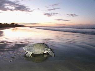 Olive ridley at Ostional beach / ©: Carlos Drews/WWF LAC / ©: Carlos Drews/WWF LAC