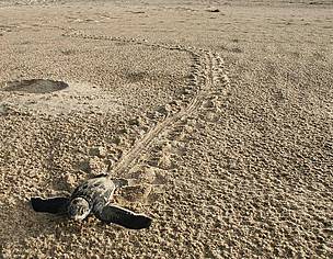 Leatherback hatchling crawling towards the sea / ©: Carlos Drews/WWF LAC / ©: Carlos Drews/WWF LAC