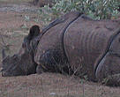 Poached rhino in Chitwan