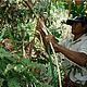 &copy; Rattan project / WWF Cambodia