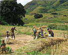 Working in the fields