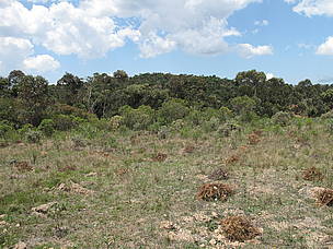 Active restoration to link degraded forest patches to the relatively untouched forest corridor (in ... / ©: WWF Canon / Olivier van Bogaert / ©: WWF Canon / Olivier van Bogaert