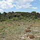 Active restoration to link degraded forest patches to the relatively untouched forest corridor (in the back) © WWF Canon / Olivier van Bogaert