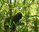 Bamboo Lemur in the Andasibe National Park