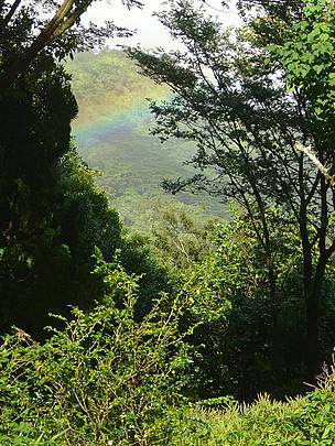 The rainforest in walking distance of my house.