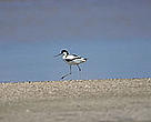 The Bystroye Canal will threaten species such as the <i>Pied avocet</i> in the Lower Danube river basin, Ukraine.