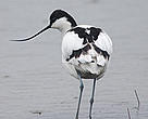 Over 20,000 pied avocets – 21 per cent of their estimated flyway populations were counted during the WWF Yangzte bird survey.