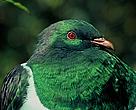 New Zealand's Kereru bird.