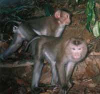 Pig-tailed macaque / ©: Barney Long / WWF-Canon / Quang nam Forest Protection Department Pig-tailed macaque (Macaca leonine). / ©: Barney Long / WWF-Canon / Quang nam Forest Protection Department