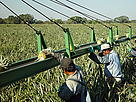 El cultivo de la piña exige una fuerte dosis de pesticidas, WWF y socios trabajan en reducirla. / &copy;: WWF CARO