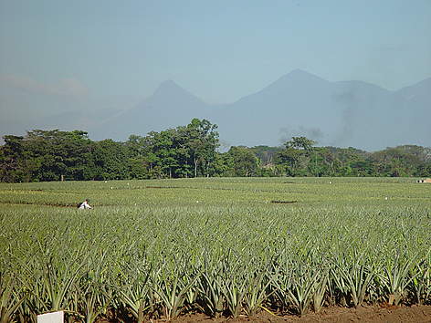 La piña es un producto agrícola importante en el Arrecife Mesoamericano. / &copy;: WWF CARO