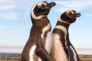 Pinguim de Magalhães / ©: / ©: