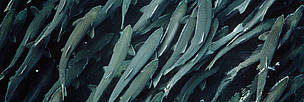 Pink (humpback) salmon (Oncorhynchus gorbuscha) migrating to their spawning site, Canada. / ©: WWF-Canon / Michel ROGGO Pink (humpback) salmon (<i>Oncorhynchus gorbuscha</i>) migrating to their spawning ... / ©: WWF-Canon / Michel ROGGO