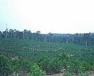 Tree plantation in Tesso Nilo, Riau Province, Sumatra, Indonesia.