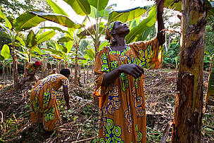 Women on a plantain plantation, Mambele, Cameroon, are members of WWF-supported Women's Heath and ... / ©: Brent Stirton / Getty Images / WWF-UK / ©: Brent Stirton / Getty Images / WWF-UK