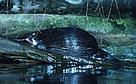  / &copy;: WWF / Frédy MERCAY