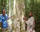 Tommy Kosi (left), WWF's eaglewood adviser, taking measurement of an eaglewood tree with a local Amau landowner.