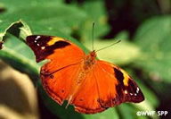 Butterfly. / ©: WWF SPP Butterfly. / ©: WWF SPP