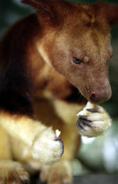  / &copy;: Brent Stirton / Getty Images / WWF-UK