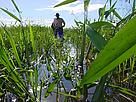 Parque Nacional Otuquis, Pantanal Boliviano. / ©: HALLOY, SEIMON, FRANCO / ©: HALLOY, SEIMON, FRANCO