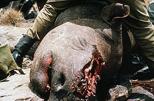 Poached black rhinoceros (Diceros bicornis), Kenya. / ©: Kes & Fraser Smith / WWF-Canon / ©: Kes & Fraser Smith / WWF-Canon