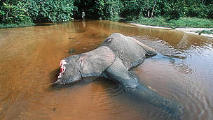 Forest elephant killed by poachers for tusks, Dzanga-Ndoki National Park, Central African Republic . / ©: Martin HARVEY / WWF-Canon / ©: Martin HARVEY / WWF-Canon