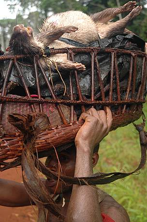 Illegal wildlife trade, southeast Cameroon / ©: Ph. Jengi/ WWFCARPO / ©: Ph. Jengi/ WWFCARPO