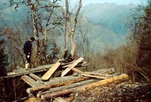 Illegally cut logs left to dry Wolong Nature Reserve, Sichuan province, China. / ©: © WWF-Canon / Stuart CHAPMAN Illegally cut logs left to dry Wolong Nature Reserve, Sichuan province, China. / ©: © WWF-Canon / Stuart CHAPMAN