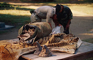 Confiscated rhinoceros horns, tiger skin and bones Chitwan National Park, Nepal. / ©: Jim Jabara / WWF-Canon Confiscated rhinoceros horns, tiger skin and bones Chitwan National Park, Nepal. / ©: Jim Jabara / WWF-Canon