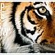 &copy; National Geographic Stock / Michael Nichols / WWF