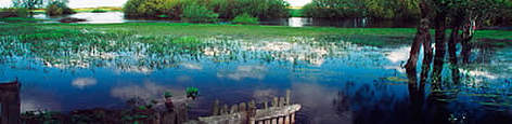 Old fence in flooded marshland. Middle of Biebrza Marshes, Poland. / &copy;:  WWF-Canon&nbsp;/&nbsp;Fred F. HAZELHOFF