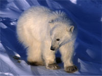  / &copy;: WWF