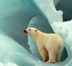 The Barents Sea provides unique Arctic habitats for many species, including polar bears. / ©: WWF-Canon / Wim VAN PASSEL The Barents Sea provides unique Arctic habitats for many species, including polar bears. / ©: WWF-Canon / Wim VAN PASSEL