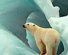 The Barents Sea provides unique Arctic habitats for many species, including polar bears.