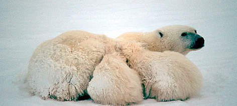 Polar Bear (Ursus maritimus), mother with cubs, Churchill area, Manitoba, Canada. / ©: WWF-Canon / Michel TERRETTAZ Polar Bear (<i>Ursus maritimus</i>), mother with cubs, Churchill area, Manitoba, Canada. rel=