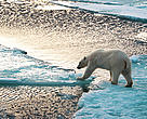 Polar bear (<i>Ursus maritimus</i>) walking on thin ice and trying to reach the next ice block.