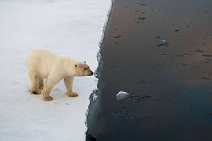 Polar bear (Ursus maritimus) on edge of an ice floe, Spitsbergen, Svalbard, Norway.