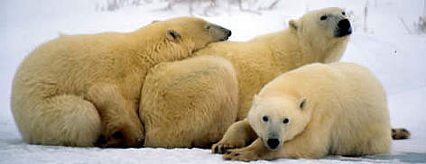 Polar Bears, female with cubs. Churchill, Manitoba Canada. / ©: WWF / Kevin SCHAFER Polar Bears, female with cubs. Churchill, Manitoba Canada. rel=