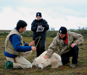 WWF and Canadian Wildlife Service / Environment Canada scientists conducting polar bear research. ... / ©: Kean Moynihan / WWF-Canada / ©: Kean Moynihan / WWF-Canada