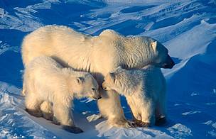 Polar bear family / ©: WWF-Canon / Michel TERRETTAZ / ©: WWF-Canon / Michel TERRETTAZ