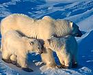 Give a Polar Bear a Tattoo