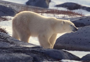  / &copy;: WWF / Fritz Pöling