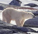  / &copy;: WWF / Fritz Pölking