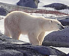 Polar bears are just one species threatened by climate change.<BR>