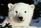 Alaska's Arctic National Wildlife Refuge is home to a large number of plants and animals, including ... / ©: WWF-Canon / Dan GURAVICH Polar bear / ©: WWF-Canon / Dan GURAVICH