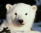 Polar bear