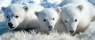 Polar bear cubs.