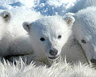 Polar bear cubs.