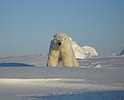 Polar bears in the southern Beaufort Sea are showing signs of vulnerability, such as diminished size, which researchers suspect is climate related.